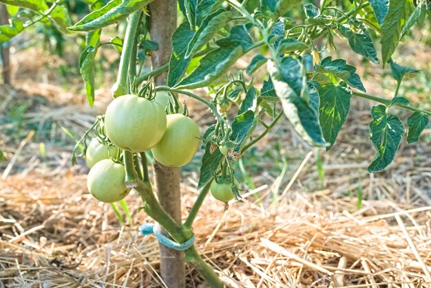 Plantation de tomates vertes Tomate Croissance biologique de jeunes plants de tomates dans une serre