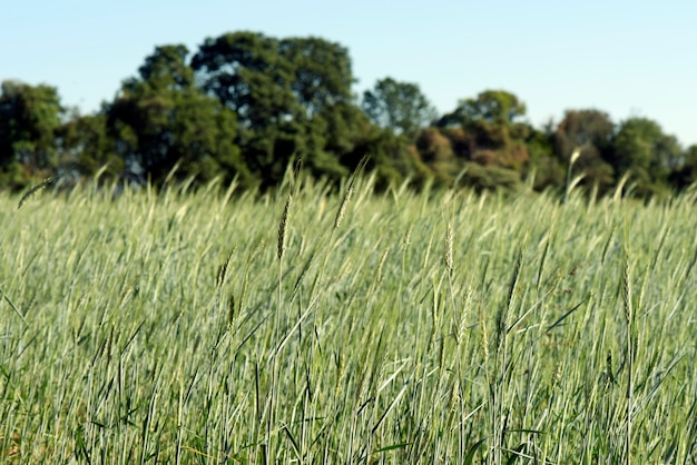 Photo plantation de triticale, un nouveau fourrage hybride