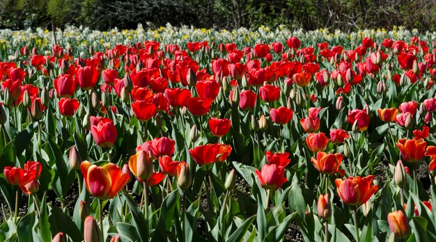 plantation de tulipes rouges tulipes en fleurs