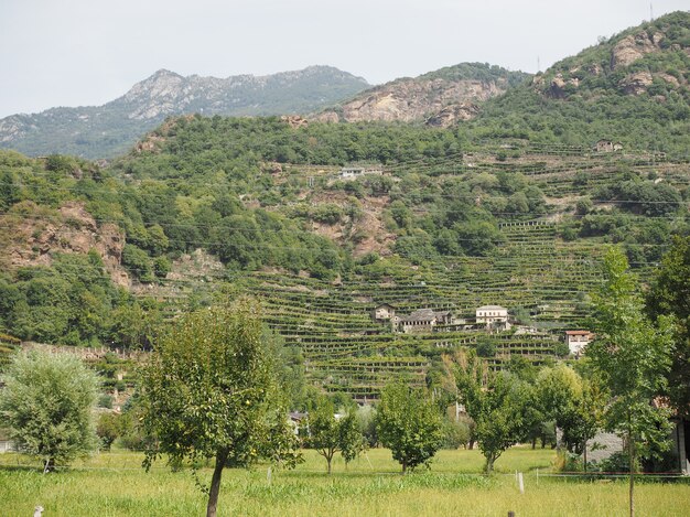 Plantation de vigne de vignoble en Vallée d'Aoste