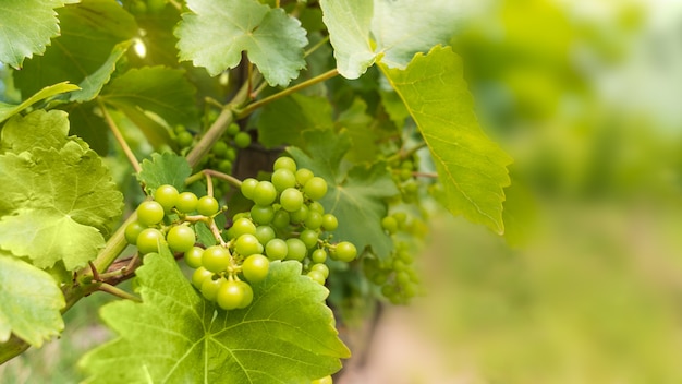 Photo plantation de vignes en culture