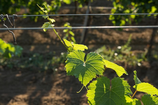Plantation de vignoble en été Vigne verte formée par des buissons