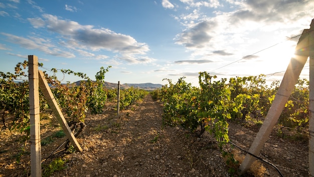 Plantation de vignoble par une belle journée ensoleillée dans les hautes terres