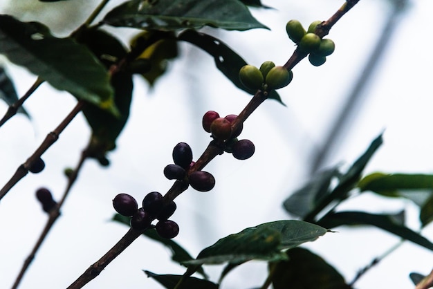 plantations de café dans les andes colombiennes