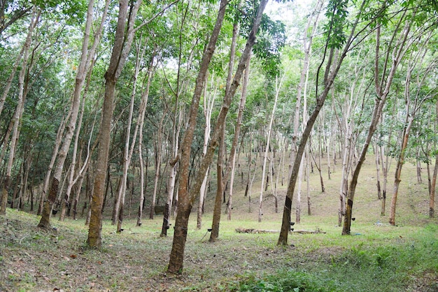 Plantations de caoutchouc avec l'agriculture d'hévéas en Asie pour l'arbre en latex naturel dans le jardin de la thaïlande