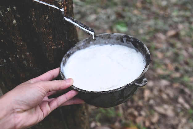 Plantations de caoutchouc avec du latex de caoutchouc dans un bol extrait de l'agriculture de plantation d'hévéas d'Asie pour le latex naturel