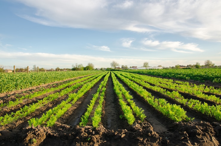 Photo les plantations de carottes poussent sur le terrain rangées de légumes cultiver des légumes