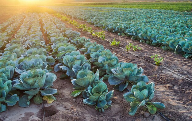 Les Plantations De Choux Poussent Dans Les Champs. Légumes Frais Et Biologiques. Agriculture Paysagère. Les Terres Agricoles