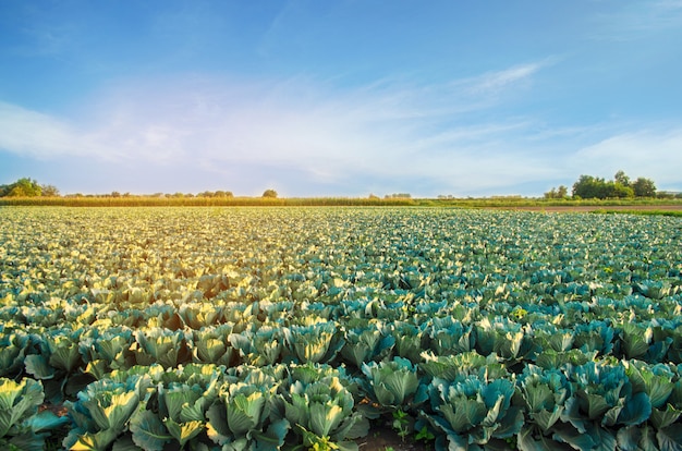 Les plantations de choux poussent dans les champs. légumes frais et biologiques. agriculture paysagère.