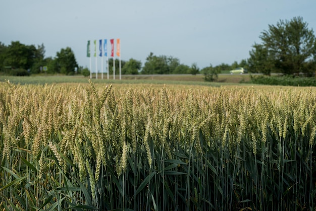 plantations de divers types de cultures céréalières parcelles de champs mûrs avec un ciel bleu