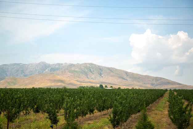 Plantations à l'extérieur de la ville de Samarcande