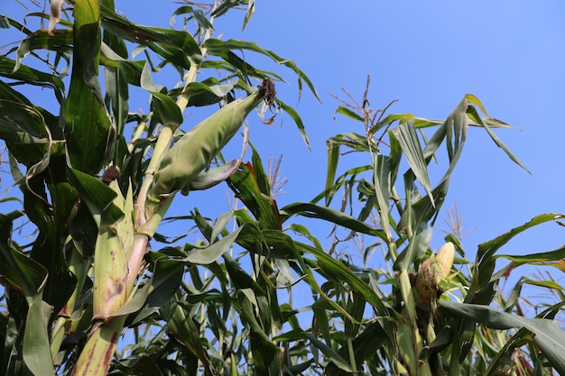 Photo des plantations de maïs vert florissantes