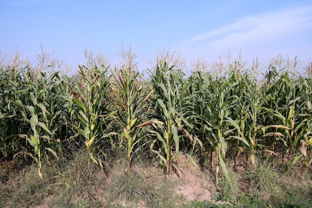 Des plantations de maïs vert florissantes