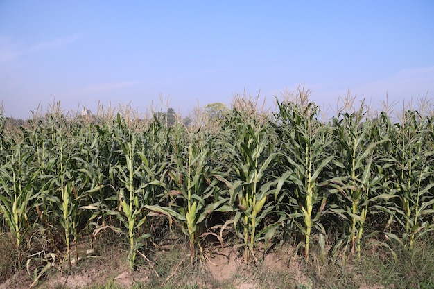 Photo des plantations de maïs vert florissantes