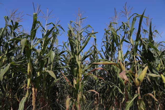 Des plantations de maïs vert florissantes