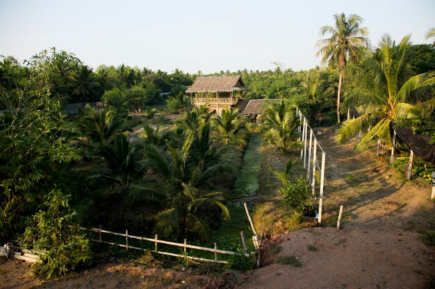 Plantations de noix de coco biologiques dans la région de Samut Songkram en Thaïlande