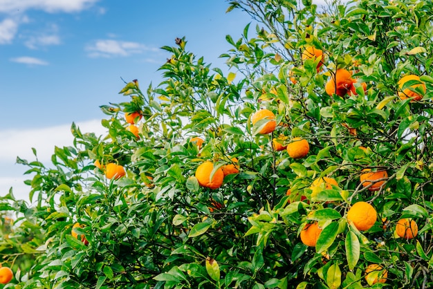 Plantations d'orangers