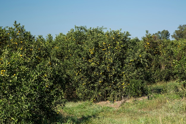 Plantations d'oranges en journée ensoleillée. Agriculture.