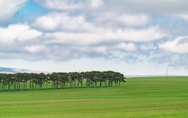 Plantations de pins dans les champs verts de la ferme