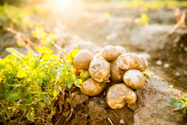 Les plantations poussent Récolte de pommes de terre biologiques fraîches dans le champ Pommes de terre dans la boue