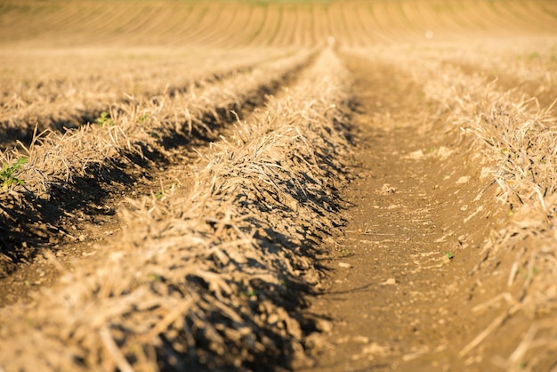 Les plantations poussent Récolte de pommes de terre biologiques fraîches dans le champ Pommes de terre dans la boue