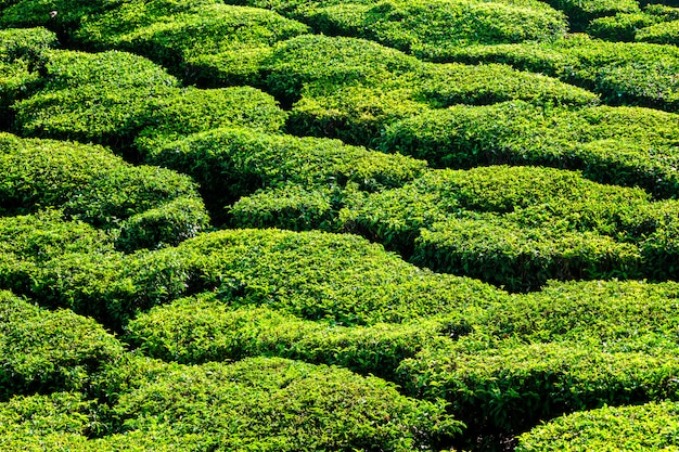 Les plantations de sarcelle verte se bouchent