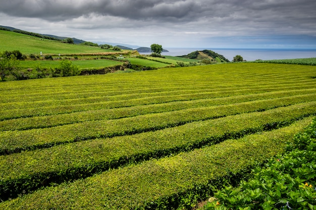 Plantations de thé en bord de mer sur l'île de Sao Miguel. Açores