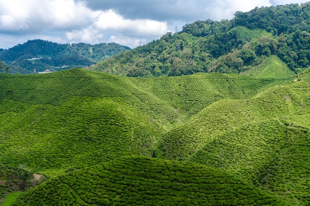 Plantations de thé Cameron Valley. Collines vertes dans les hautes terres de Malaisie.