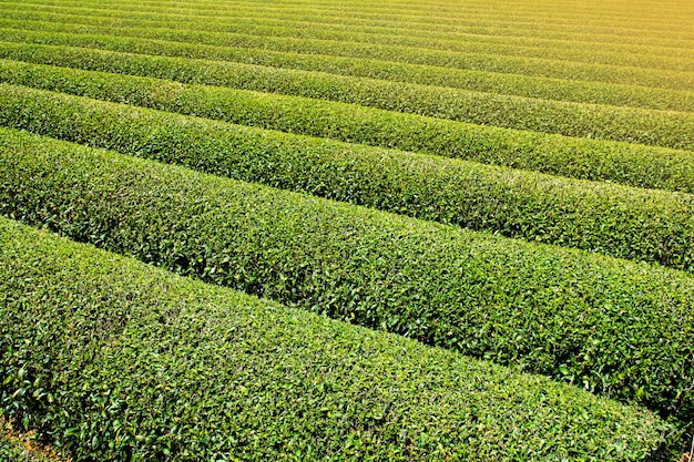 Plantations de thé disposées en belles rangées