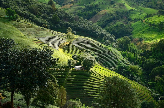 Plantations de thé à Doi Mae Salong