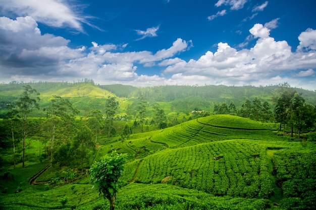 Les plantations de thé du Sri Lanka à Nuwara Eliya