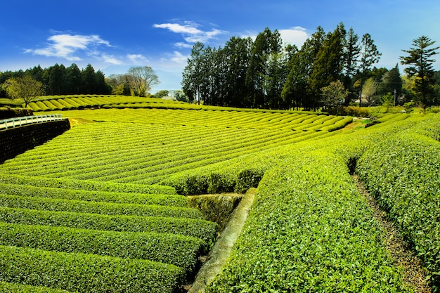 Plantations de thé sur la montagne