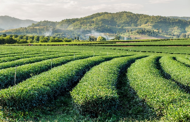 Plantations de thé avec montagne