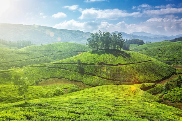 Plantations de thé à Munnar dans le Kerala, en Inde, avec des éclairs de lentille et des fuites de lumière