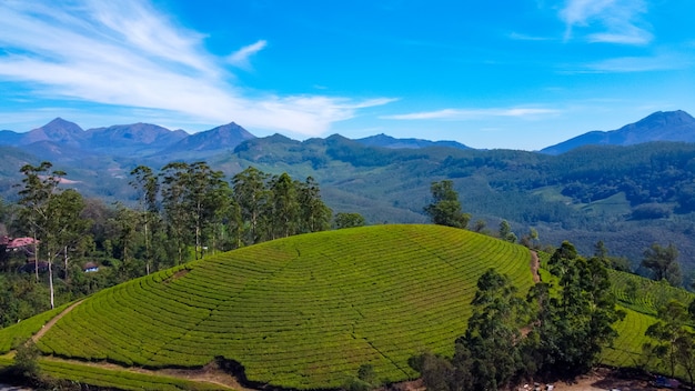 Plantations de thé à Munnar, Kerala, Inde. Belle vue sur les collines verdoyantes.