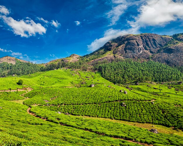 Plantations de thé, Munnar, Kerala, Inde