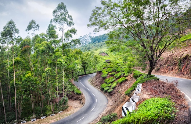 Plantations de thé à Munnar