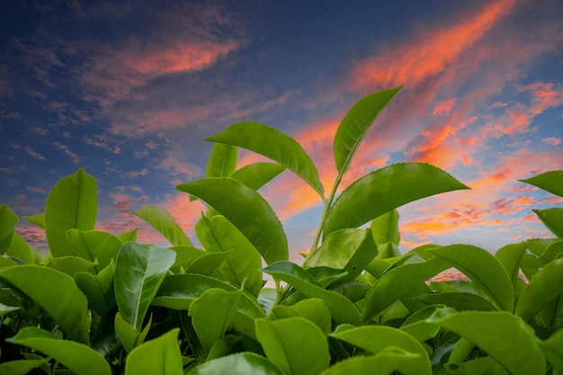 plantations de thé vert au coucher du soleil
