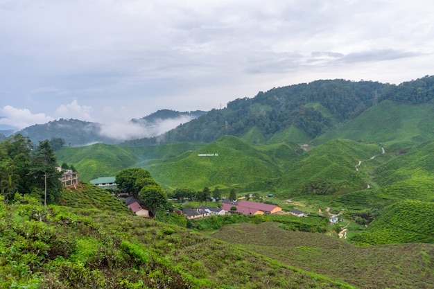 Plantations de thé vert dans les collines des hautes terres. Le meilleur thé pousse dans des climats humides et brumeux en haute montagne.