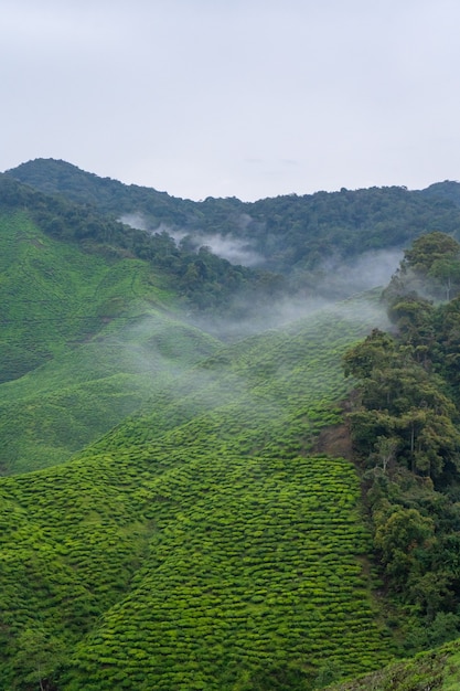 Plantations de thé vert dans les collines des hautes terres. Le meilleur thé pousse dans des climats humides et brumeux en haute montagne.