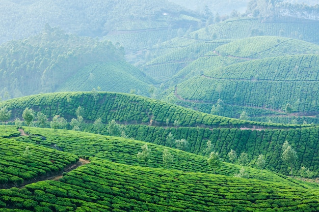 Plantations de thé vert à Munnar, Kerala, Inde