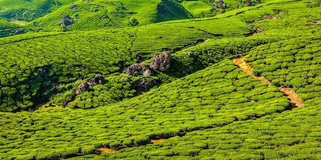 Plantations de thé vert à Munnar, Kerala, Inde