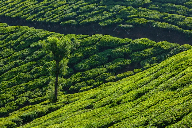 Plantations de thé vert à Munnar, Kerala, Inde