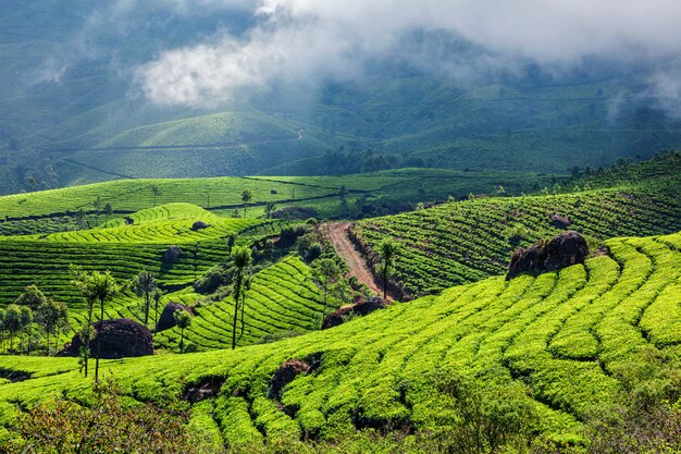 Plantations de thé vert à Munnar, Kerala, Inde