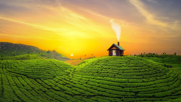 plantations de thé vert avec petit chalet en bois et beau ciel