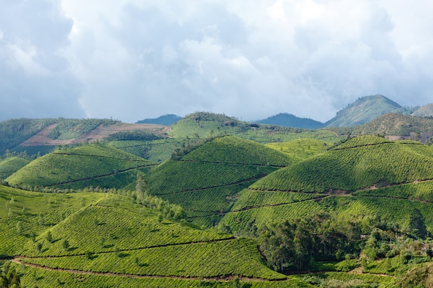 Plantations de thé