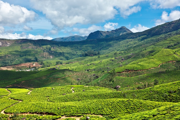 Plantations de thé