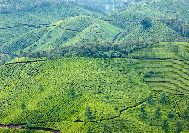 plantations de thé