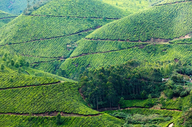 plantations de thé