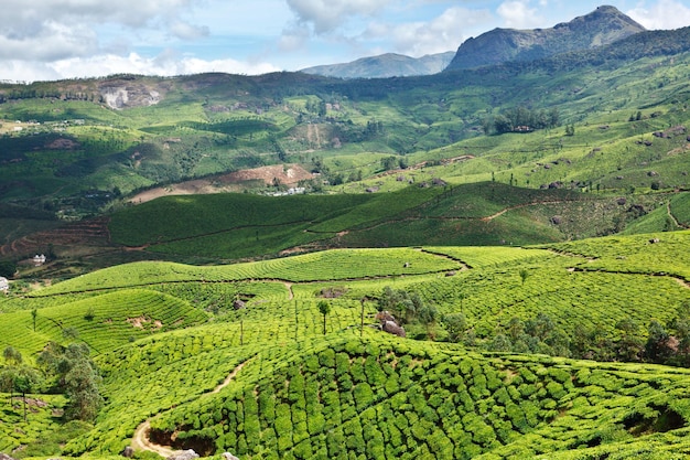 plantations de thé